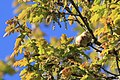 Eichengallapfel im Frühjahr - im NSG Oberalsterniederung * Wiki Loves Earth 2020/Deutschland