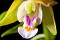 Epipactis thunbergii Labellum