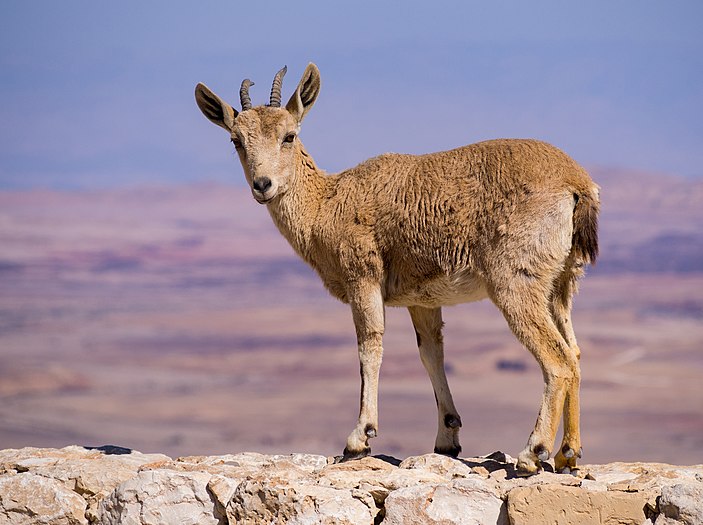 Nubian ibex by Makhtesh Ramon