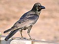 Corvus culminatus (cat.)