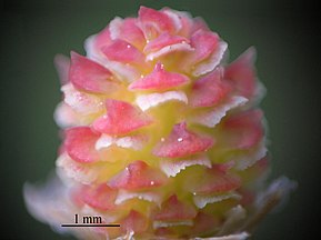 Young seed cone at pollination with pollen, Bialowieza, Poland