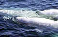 Churchill River, Hudson Bay, Manitoba, Canada