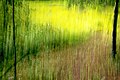 "Zeche_Zollverein_trees_and_grass_ICM_impression.JPG" by User:Martin Falbisoner