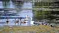 Family of swans