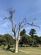 A barren tree, Lodhi Gardens, Delhi.jpg