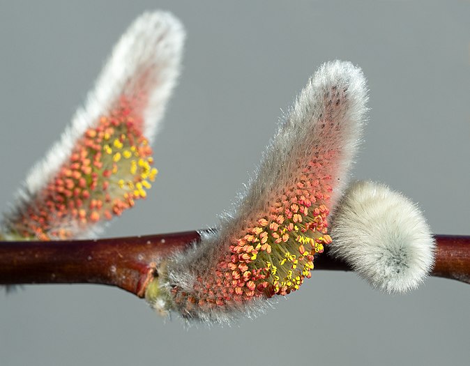 Catkins