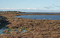 "Greater_Flamingos,_Lido_de_Thau,_Sète_03.jpg" by User:Christian Ferrer