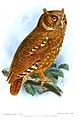 Otus icterorhynchus (cat.)