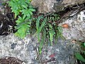 Asplenium trichomanes ssp. quadrivalens Montañas de Sóller, Isla de Mallorca.