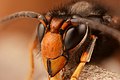 87 Asian hornet (33283876513) (2) uploaded by GillesSM, nominated by Iifar,  11,  3,  0