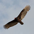 Cathartes aura in flight (cat.)