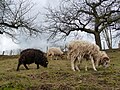 Moutons d'Ouessant 9