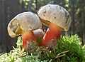 Boletaceae (Boletus calopus)