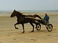 Un cheval de courses (trotteur) tractant son entraîneur assis sur son sulky à Utah-Beach, dans le département de la Manche.