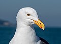 Image 86Western gull sitting on a boat in San Francisco Bay