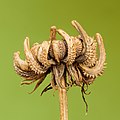 77 Zaaddoos van een goudsbloem (Calendula officinalis) 11-09-2020 (d.j.b.) uploaded by Famberhorst, nominated by Famberhorst,  13,  0,  0