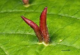 Eriophyes tiliae - Lime nail gall or bugle gall of European lime - close up