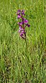 Anacamptis palustris Germany - Geinsheim (Neustadt an der Weinstraße)