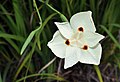 Commons:Picture of the Year/2012/R1/Dietes bicolor flower.jpg