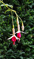 Fuchsia 'Amélie Aubin'