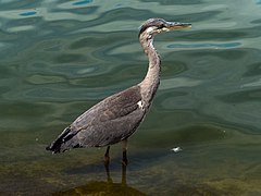 London Hyde Park Blue Heron-20130715-RM-125102.jpg