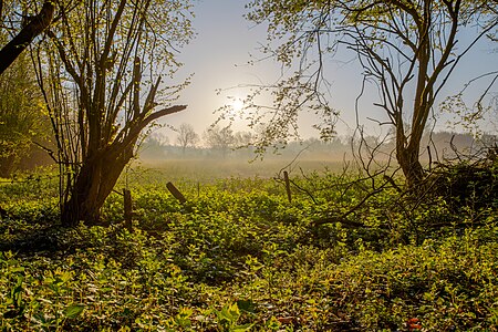 "Nordkirchen,_Naturschutzgebiet_Ichterloh_--_2018_--_2131-7.jpg" by User:XRay