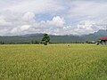 Rice Fields