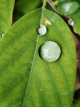 Macro photography of a leaf.