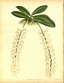 Aerangis citrata (as syn. Angraecum citratum) Plate 300 in: R.Warner - B.S.Williams: The Orchid Album (1882-1897)