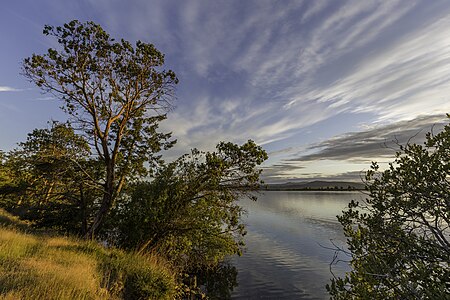 Trees during the sunset in Gulf Islands National Park Reserve, Sidney Island, BC, Canada