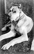 Great Dane in 1910