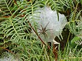 Dolomedes minor