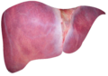 Liver