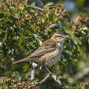 "Sedge_warbler_(Acrocephalus_schoenobaenus)_3.jpg" by User:Charlesjsharp