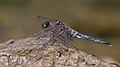 Großer Blaupfeil - Orthetrum cancellatum, Männchen, am Vogelstangsee