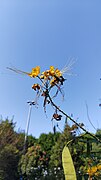 Flower in Tezpur University.jpg