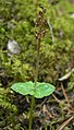 Neottia cordata