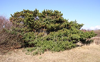 Tree in Denmark