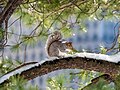 Image 44Eastern gray squirrel in Central Park