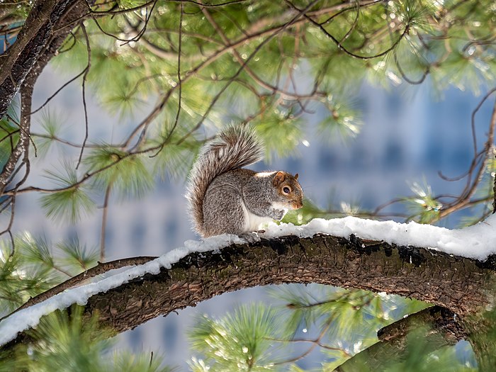 Eastern gray squirrel in Central Park