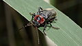 Weichkäfer Cantharis rustica am Rheinauer See