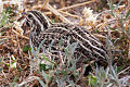 Coturnix pectoralis (cat.)