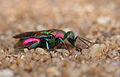 Cuckoo wasp (Hedychrum rutilans) à Guidel-Plage.