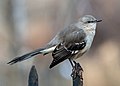 Image 48Northern mockingbird on a fence in Bay Ridge, Brooklyn