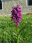 Orchidee - Neufahrn, Friedhof - Blütenstand - 2023-05-29 - 073b.jpg