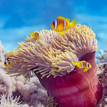 Red Sea clownfishes (Amphiprion bicinctus) in a magnificent sea anemone (Heteractis magnifica), Red Sea, Egypt.