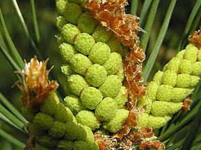 Pollen cones, Bialowieza, Poland