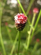 Sanguisorba officinalis