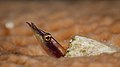 87 Arrow blenny (Lucayablennius zingaro) by q phia - Cuba 2017 uploaded by Christian Ferrer, nominated by Iifar,  16,  0,  0