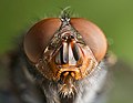 28 Calliphora vomitoria Portrait uploaded by Noodle snacks, nominated by The High Fin Sperm Whale